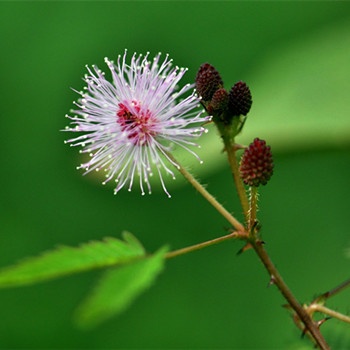金牛座究竟為什么成為廚房殺手(圖文)