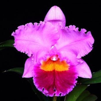 白羊座喜歡上同性有勇氣出柜嗎(圖文)