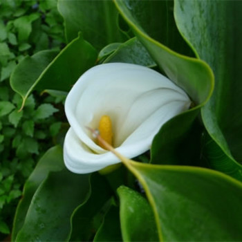 金牛座人生的主旋律是什么(圖文)