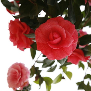 金牛座女生拿到婚戒后的心情如何(圖文)