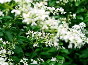 屬羊白羊座2019年運(yùn)勢(shì)及運(yùn)程最新版解析(圖文)