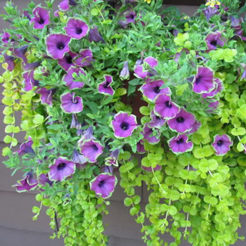 白羊座在分手后會如何處理禮物(圖文)