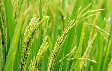 關(guān)于大暑節(jié)氣的諺語解析,大暑節(jié)氣如何應該防暑降溫?(圖文)