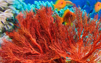 3月6日的誕生石是什么 是什么星座(圖文)