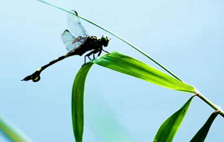 關(guān)于大暑節(jié)氣的諺語解析,大暑節(jié)氣如何應該防暑降溫?(圖文)