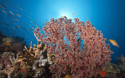 3月8日的誕生石是什么 是什么星座(圖文)