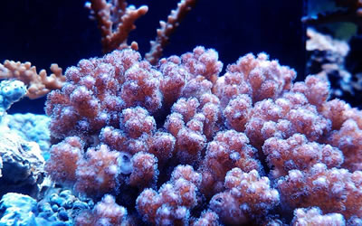 3月7日的誕生石是什么 是什么星座(圖文)