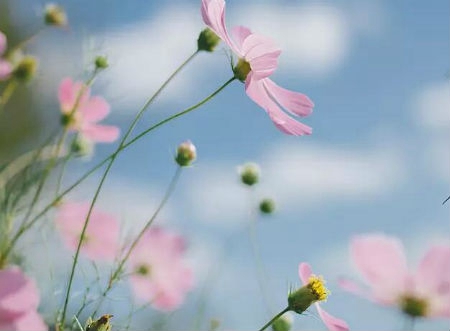 2019年農歷七月十二日子適合出殯嗎,今天是出殯安葬吉日嗎?(圖文)