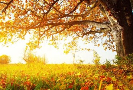 屬鼠女的生肖貴人是什么？屬鼠的女孩2019年運(yùn)勢(shì)如何？(圖文)