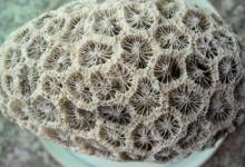 3月5日的誕生石是什么 是什么星座