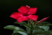 白羊座男生經常約你代表什么