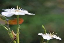 白羊座男生的那些臭毛病