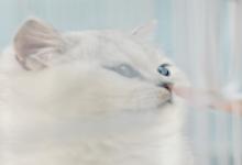 遇見情敵12生肖男會有啥反應