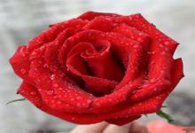 白羊座如何面對自己的夢想