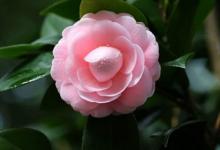 白羊座老公的忠誠度