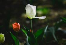 不同生肖時辰決定了不同命運