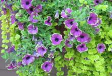 白羊座在分手后會如何處理禮物