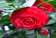 金牛座代表的紅樓夢里的人物都是誰