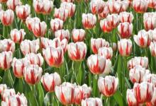 2019年2月23日生子刨腹產(chǎn)好嗎 日子怎么樣