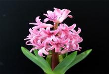 金牛座桃花運總不來的原因