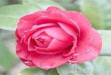 白羊座對(duì)于愛(ài)情都有什么不同的期待