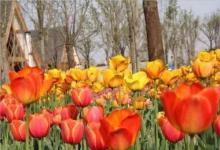 2019年2月25日生子刨腹產好嗎 日子怎么樣