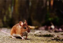 86年屬鼠的屬相婚配表