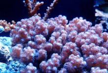 3月7日的誕生石是什么 是什么星座