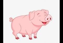 2019年屬豬人本命年的健康運勢怎么樣