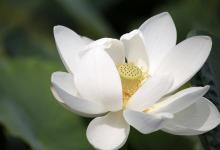 媽媽屬牛孩子屬蛇好不好 是相合還是相沖