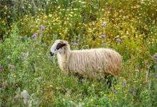 小圓眼睛看相-性格是怎樣的