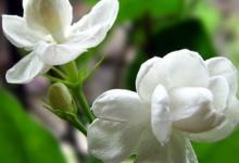 白羊座后悔和哪種人做朋友