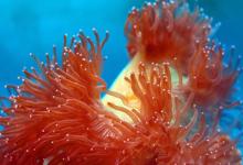 3月10日的誕生石是什么 是什么星座