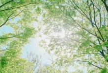 2019屬羊白羊座全年運勢如何?綜合分析