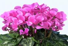 白羊座戀愛多久才會交出銀行卡