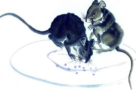 屬鼠男孩卯時(shí)出生好不好?(圖文)