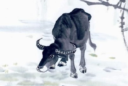 1961年屬牛的人2019年運(yùn)勢(shì)大全及破解(圖文)