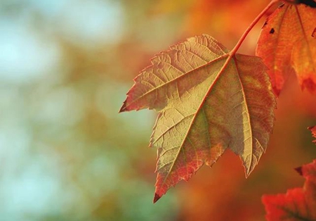 2019年立秋之后是什么節氣處暑嗎，2019年立秋這天是吉日嗎？(圖文)