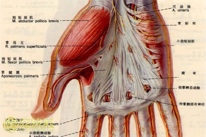 手相看健康:8種手相診斷健康(圖文)