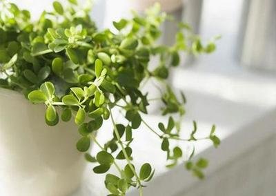 2019年陰歷六月初六祭祀吉利嗎 今日卦象好不好？(圖文)