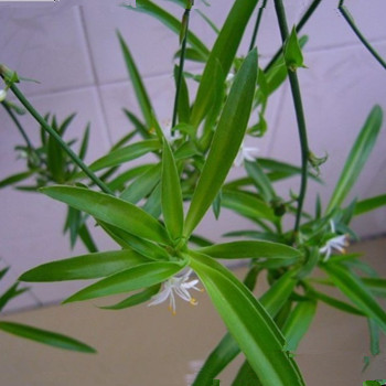 雙子座和閨蜜說起男友缺點的時候的樣子(圖文)