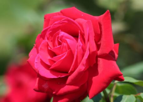 男鼠女狗能過一輩子嗎?雙魚座屬鼠男性格怎么樣?(圖文)