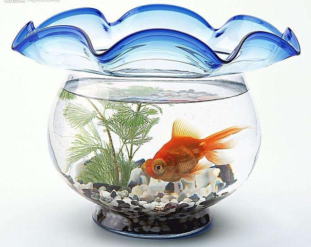 2019年辦公室養什么金魚品種好，辦公室風水魚解析！(圖文)