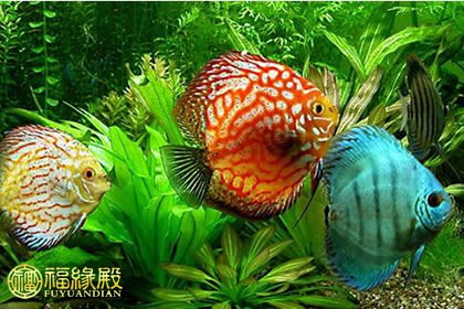 揭秘:七彩神仙魚風水作用(圖文)