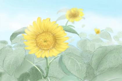 家里養幾盆花風水最好 為什么(圖文)