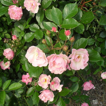 雙子座對于愛情都有什么不同的期待(圖文)