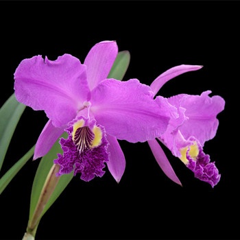 天蝎座男生怎樣面對整形的女友(圖文)