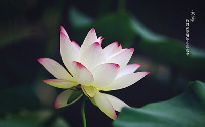 大暑就是入伏了嗎？大暑是入伏第幾天？(圖文)