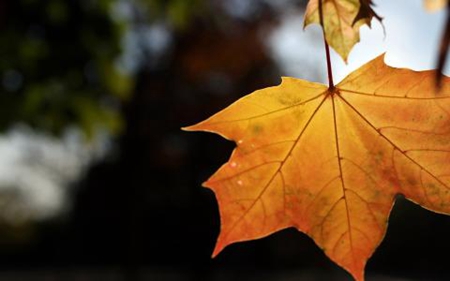 立秋不能下水下田地嗎,2019立秋還處于三伏天中伏嗎?(圖文)