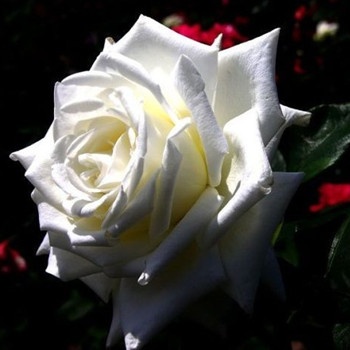 金牛座初入職場應注意什么(圖文)